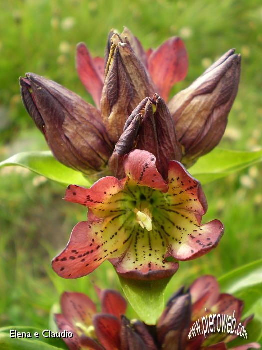 12 - Gentiana punctata.jpg